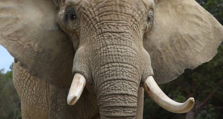 Elephant victime du trafic d'ivoire