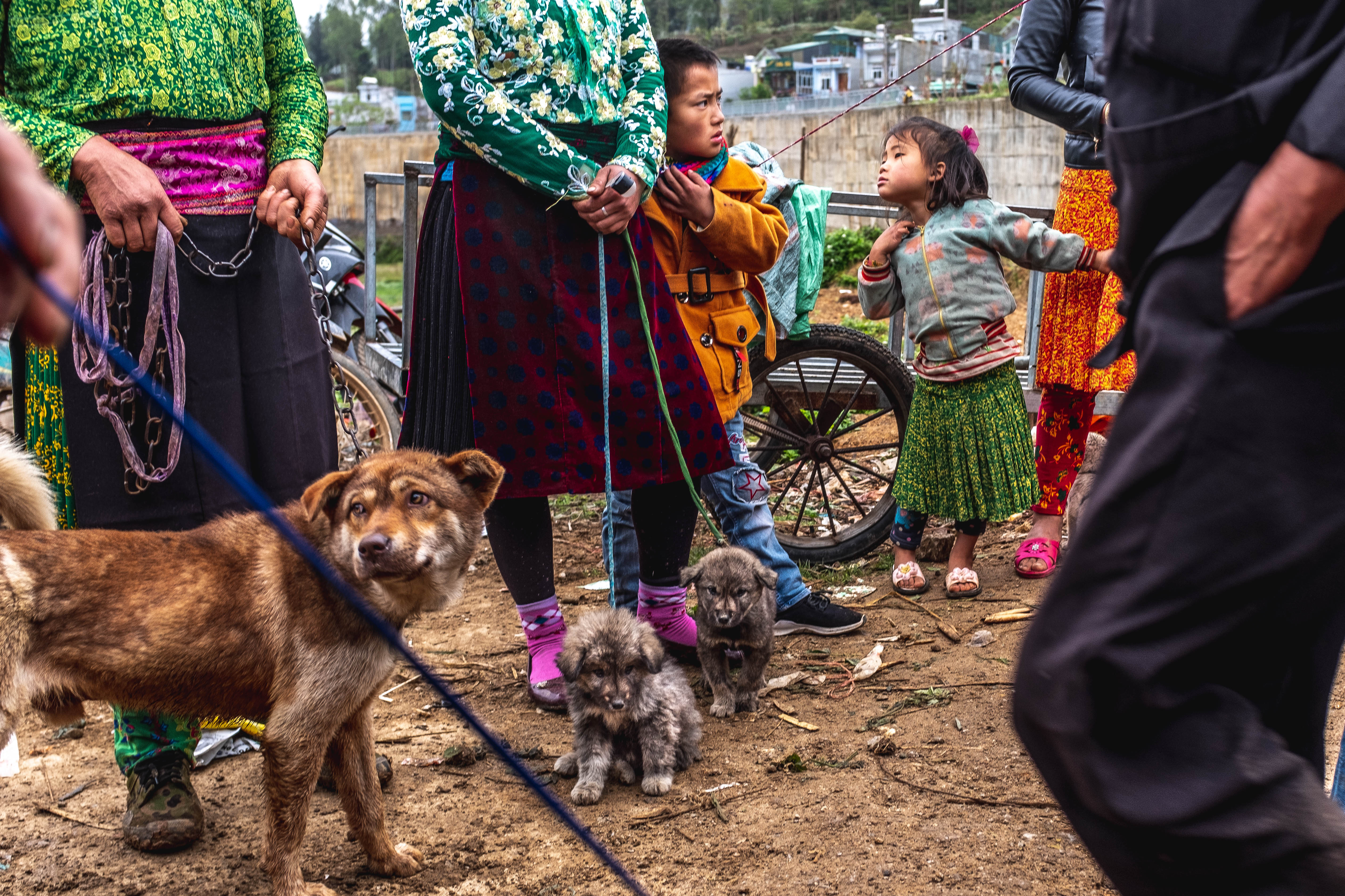 Vente de chien, Vietnam