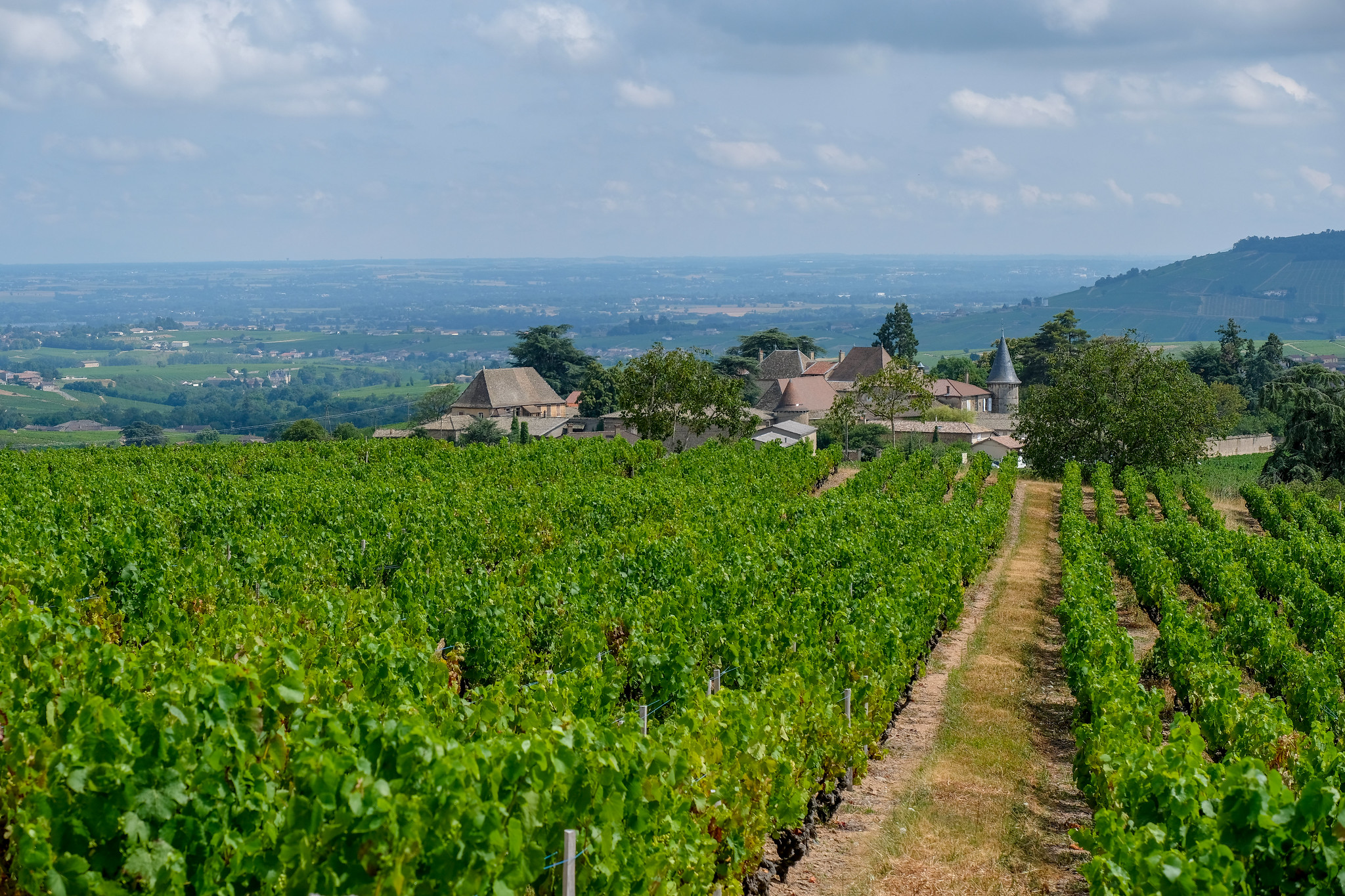 Beaujolais