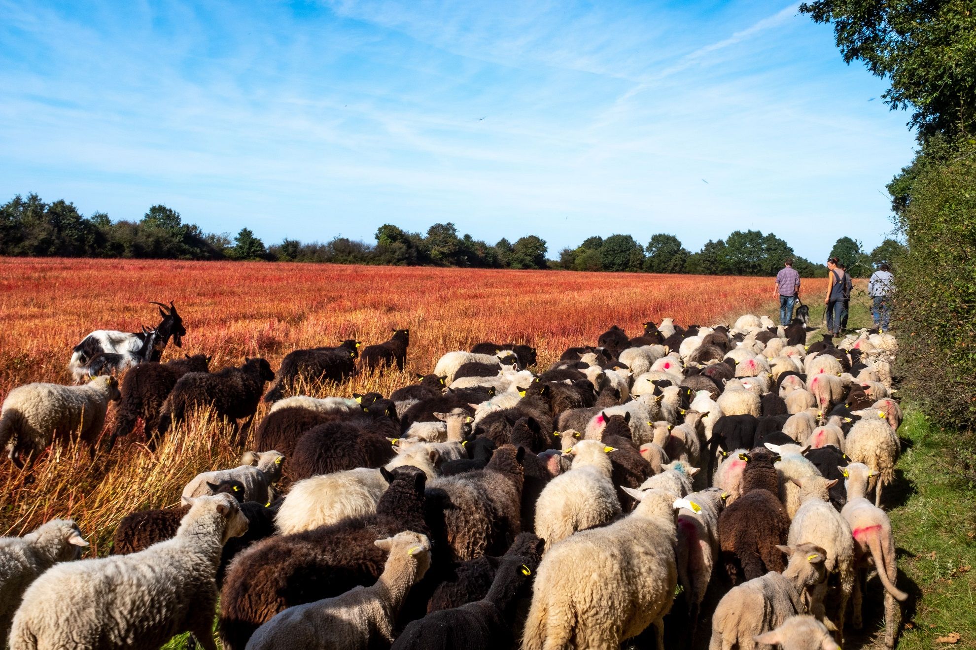 Transhumance à Notre-Dame-des-Landes