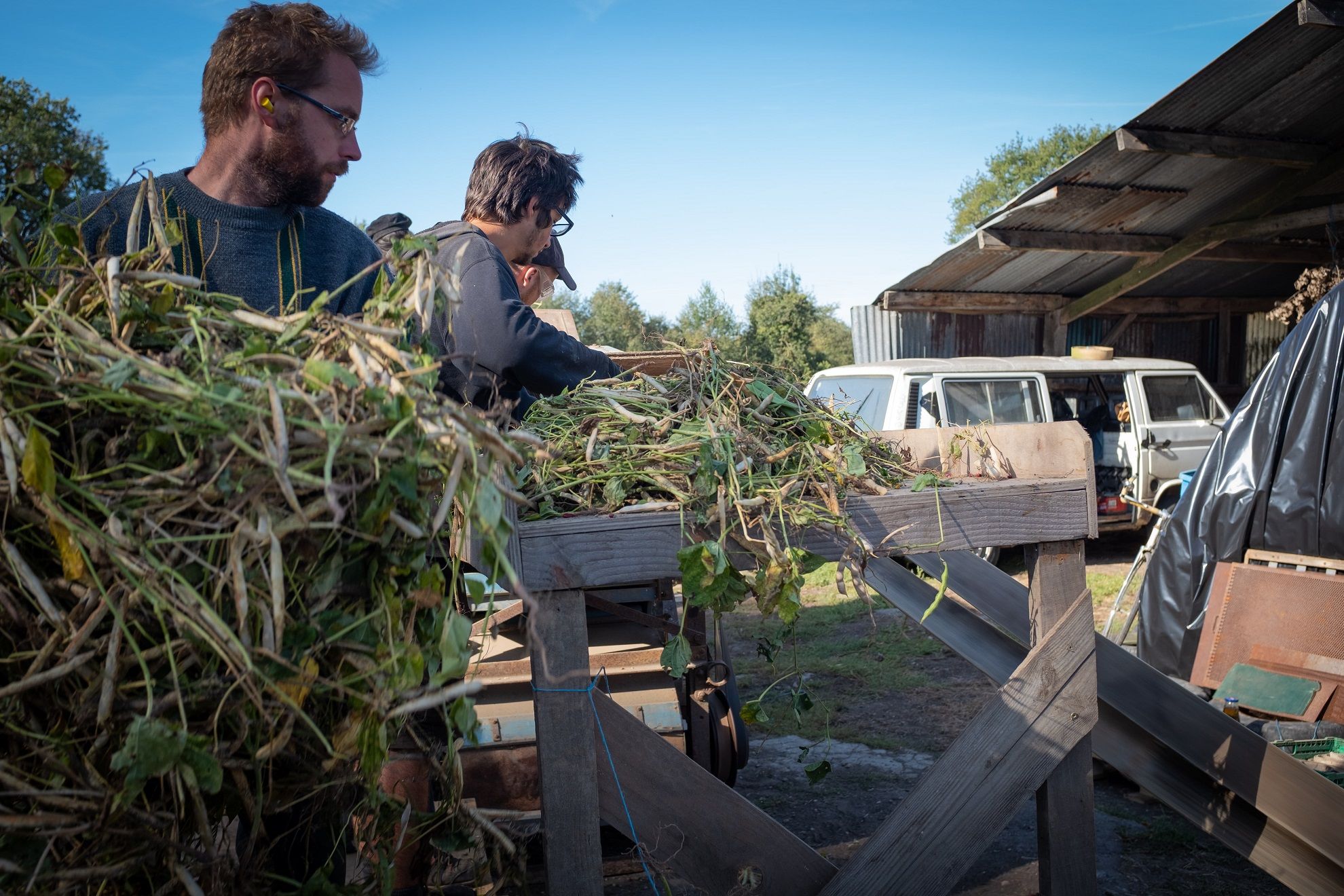 Battage de haricots à Notre-Dame-des-Landes